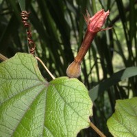 Trichosanthes bracteata (Lam.) Voigt